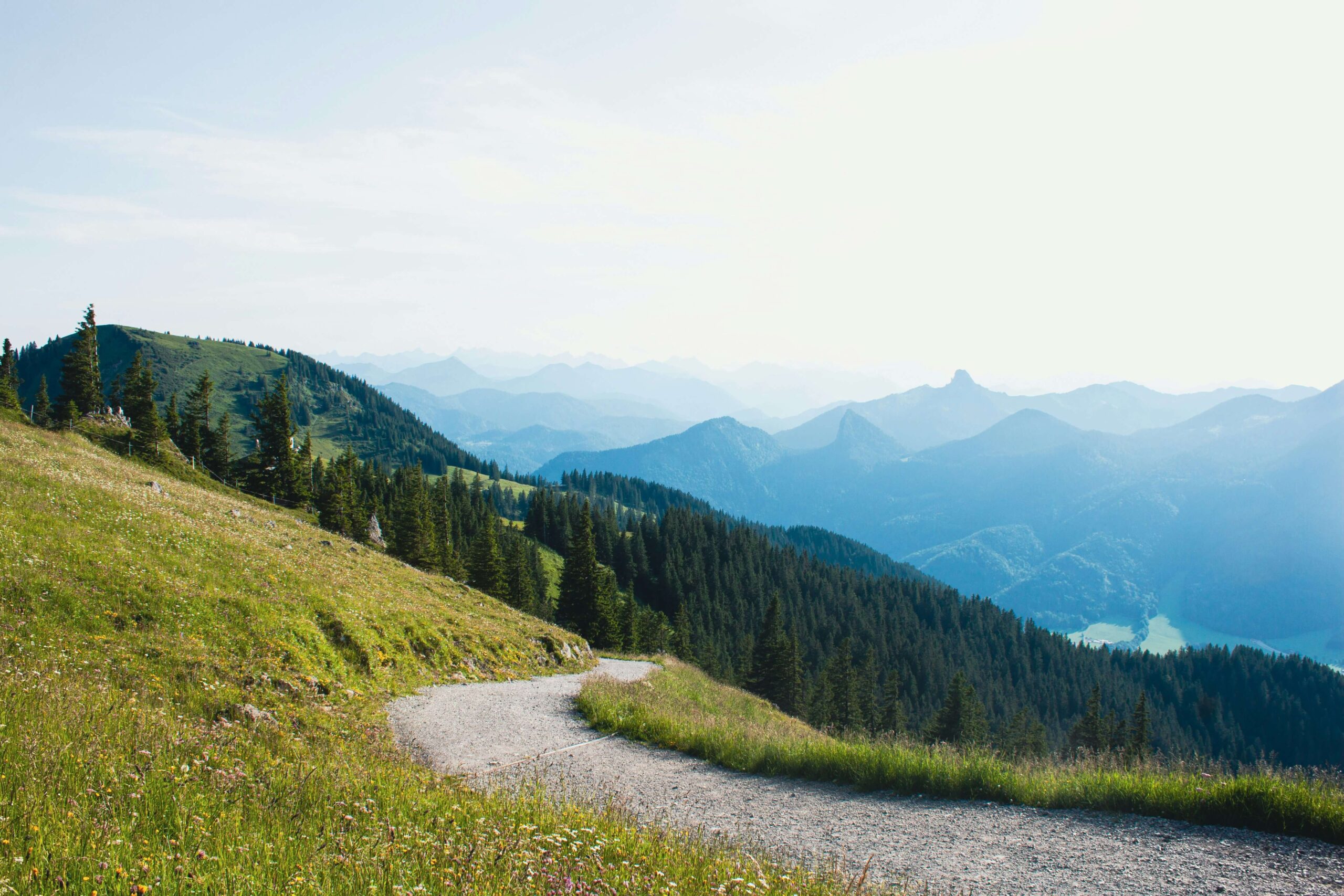 Appalachian Mountain view with lots of dark green coniferous trees and a gravel double track trail.